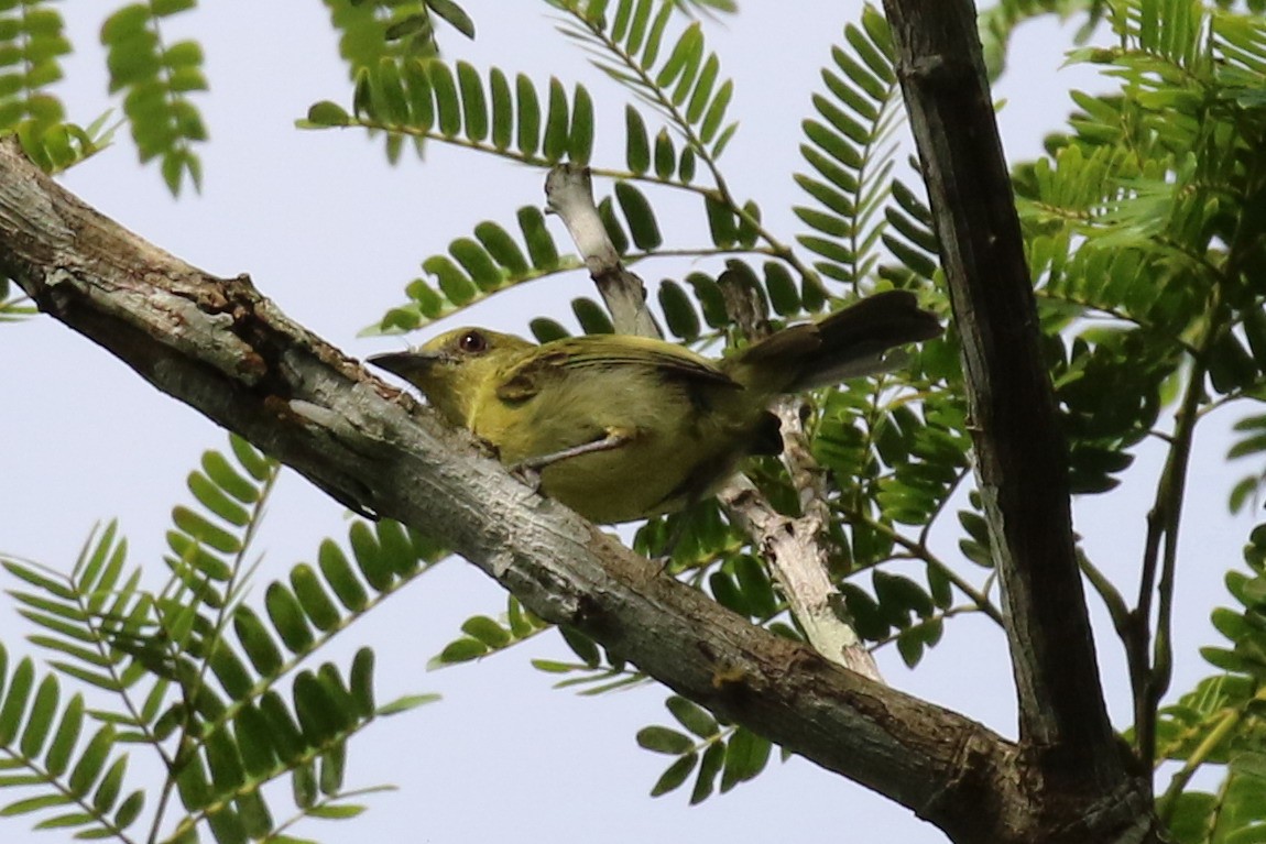 Olive-faced Flatbill - ML614849553
