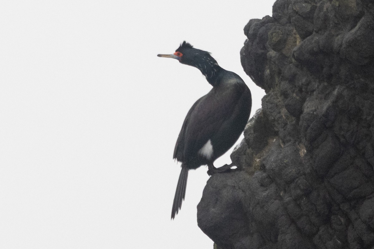 Red-faced Cormorant - ML614849613