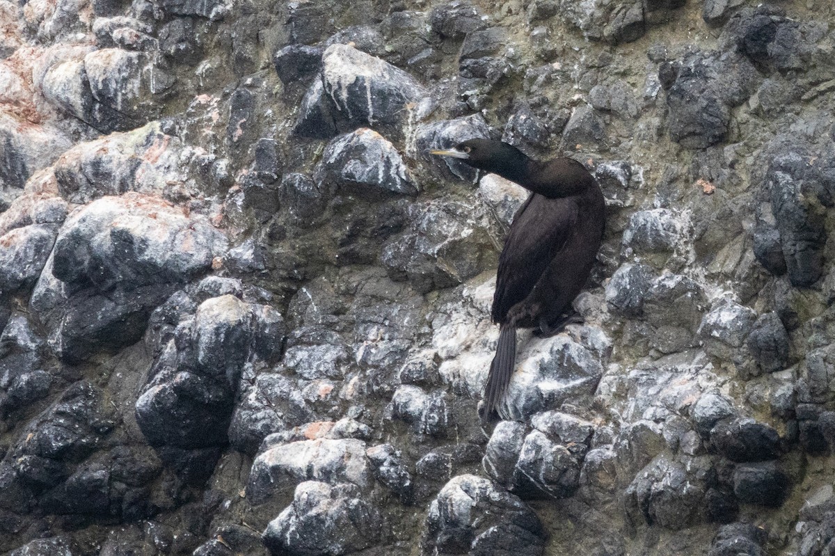 Red-faced Cormorant - ML614849614
