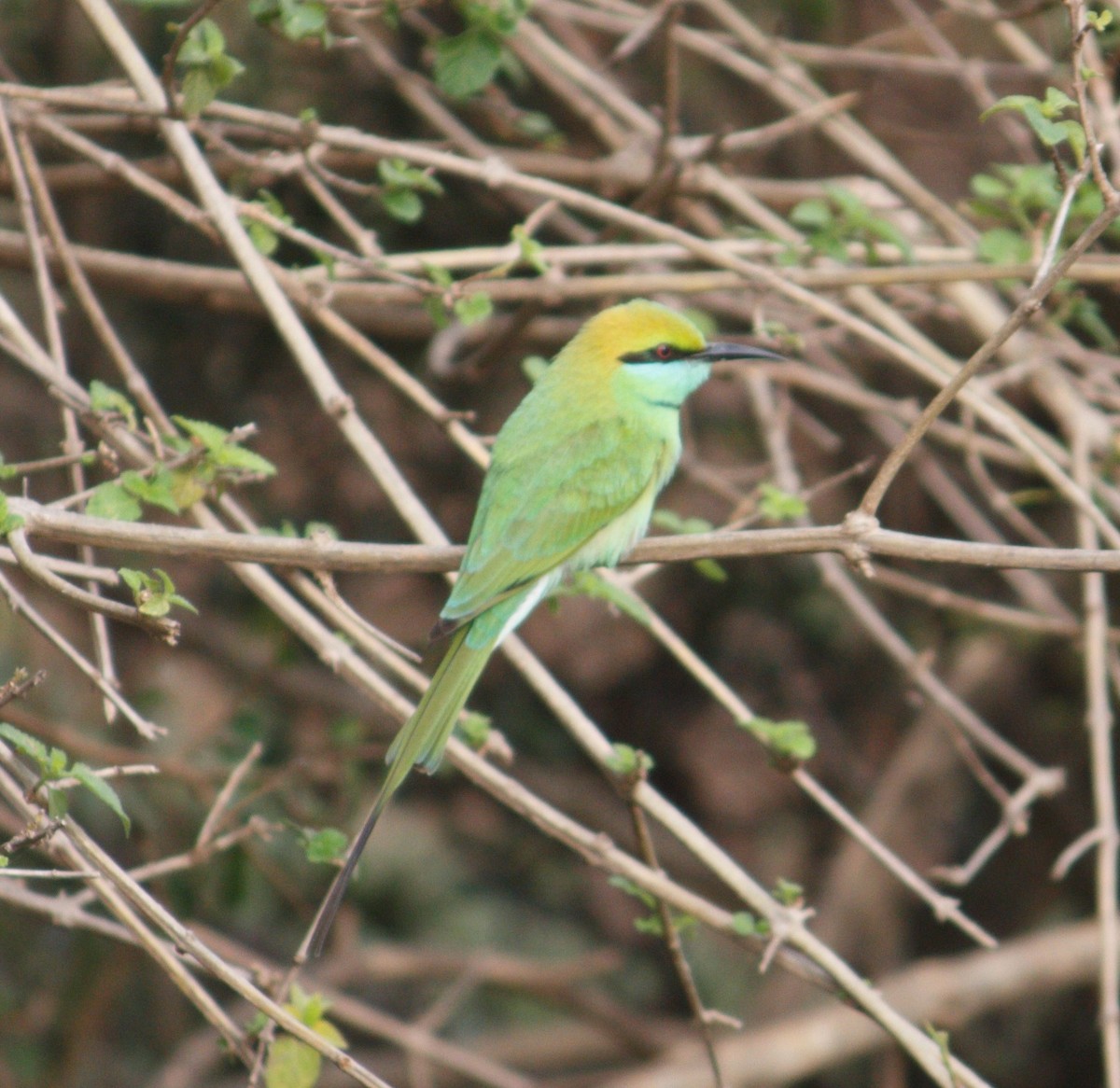 Asian Green Bee-eater - ML614849617