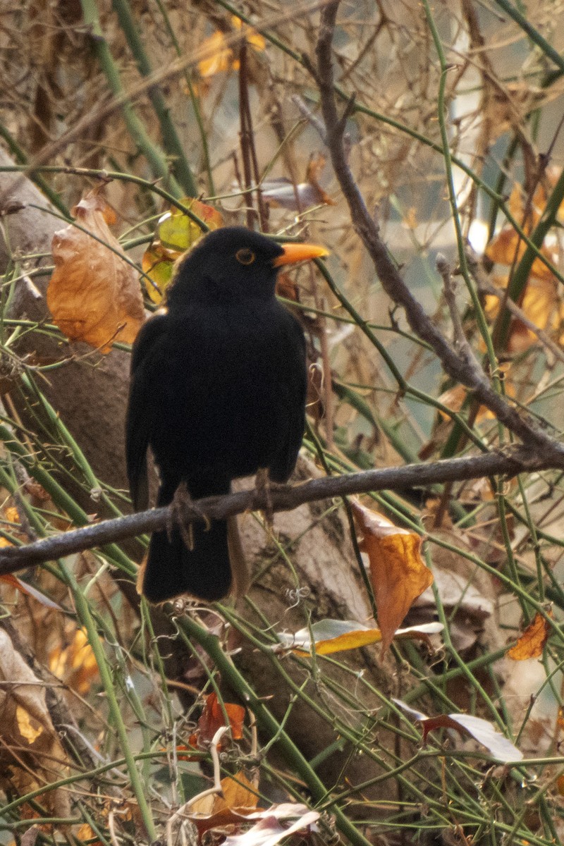 Eurasian Blackbird - ML614849702