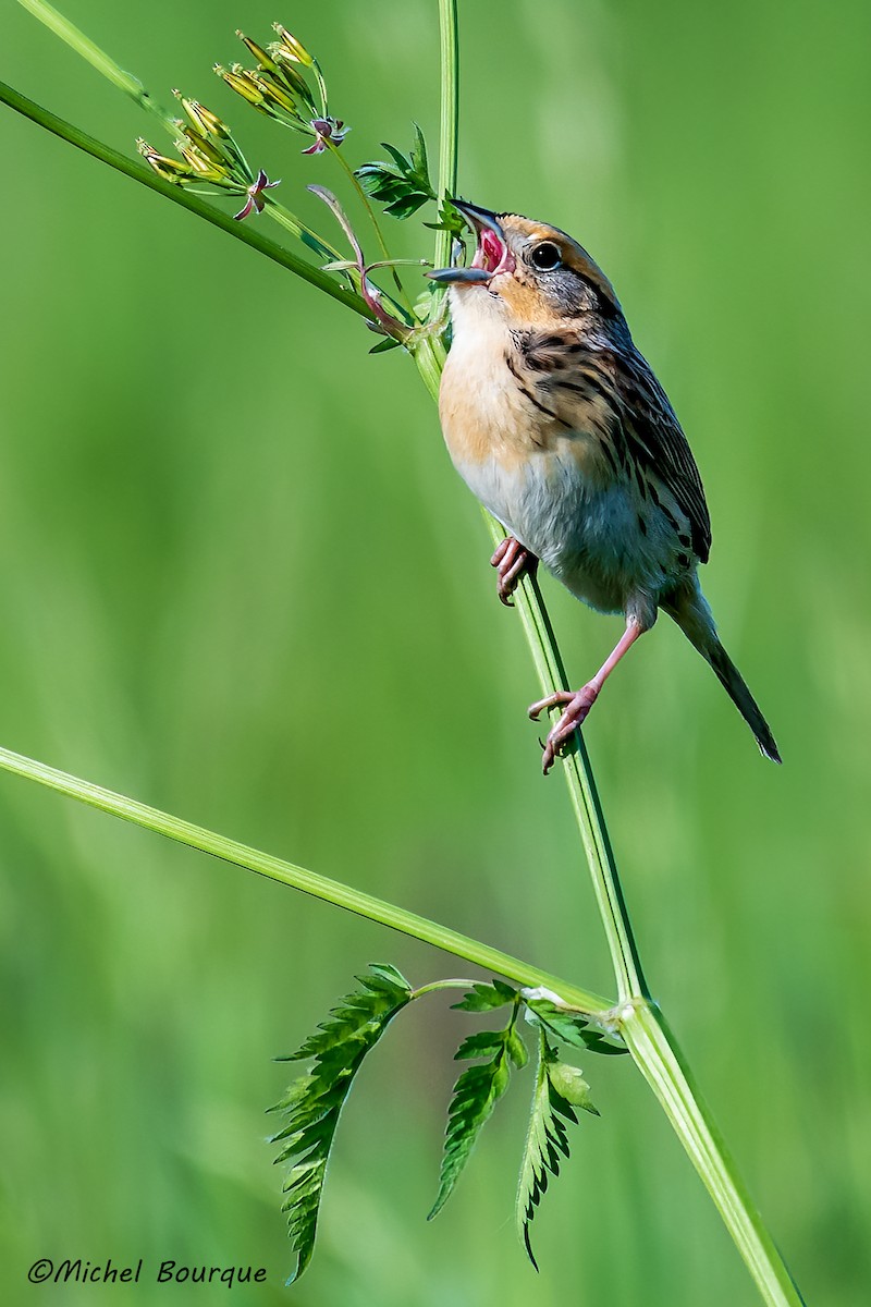 LeConte's Sparrow - Michel Bourque