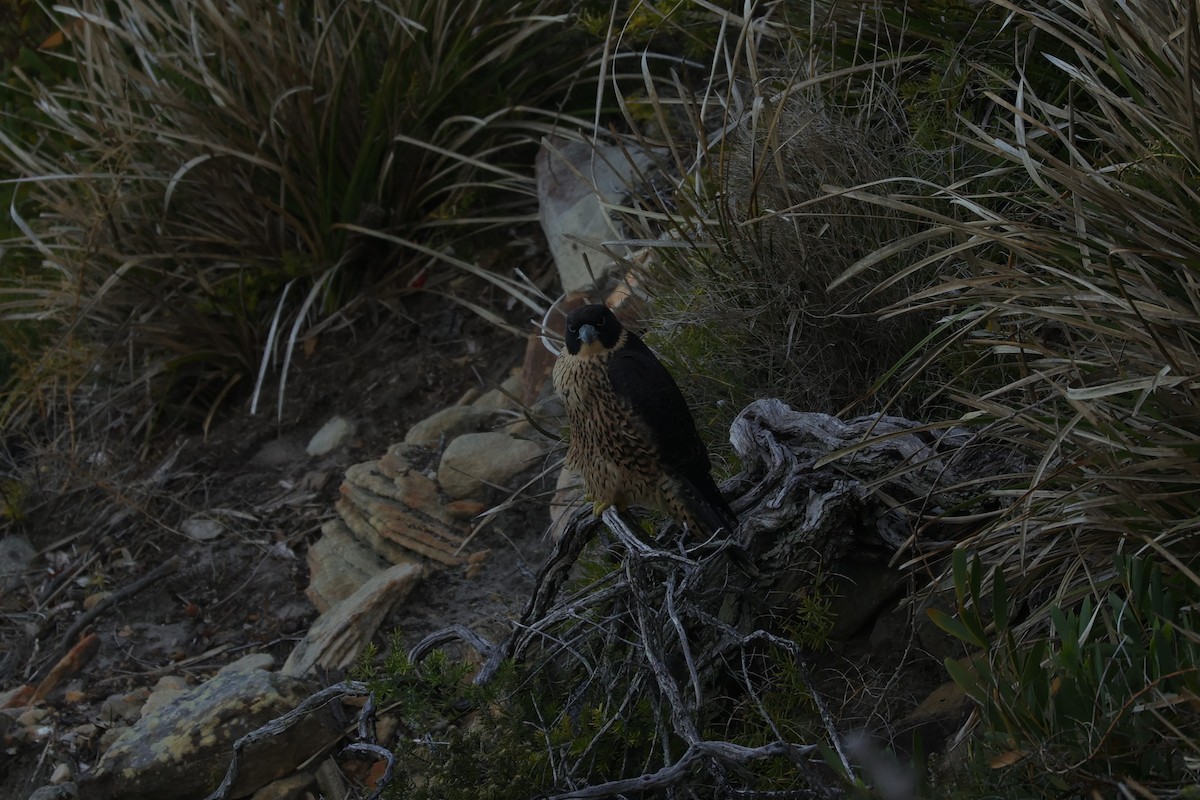 Peregrine Falcon (Australian) - ML614850104
