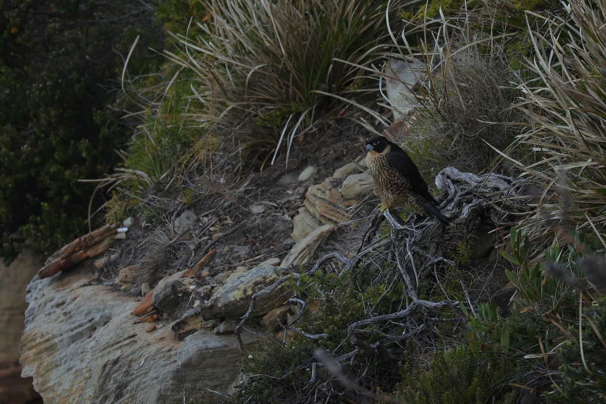 Peregrine Falcon (Australian) - ML614850105