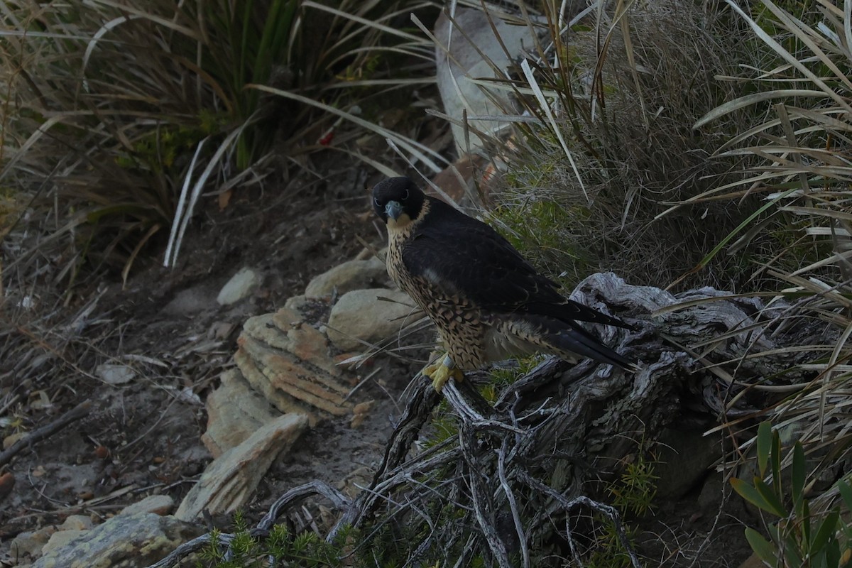 Peregrine Falcon (Australian) - ML614850110