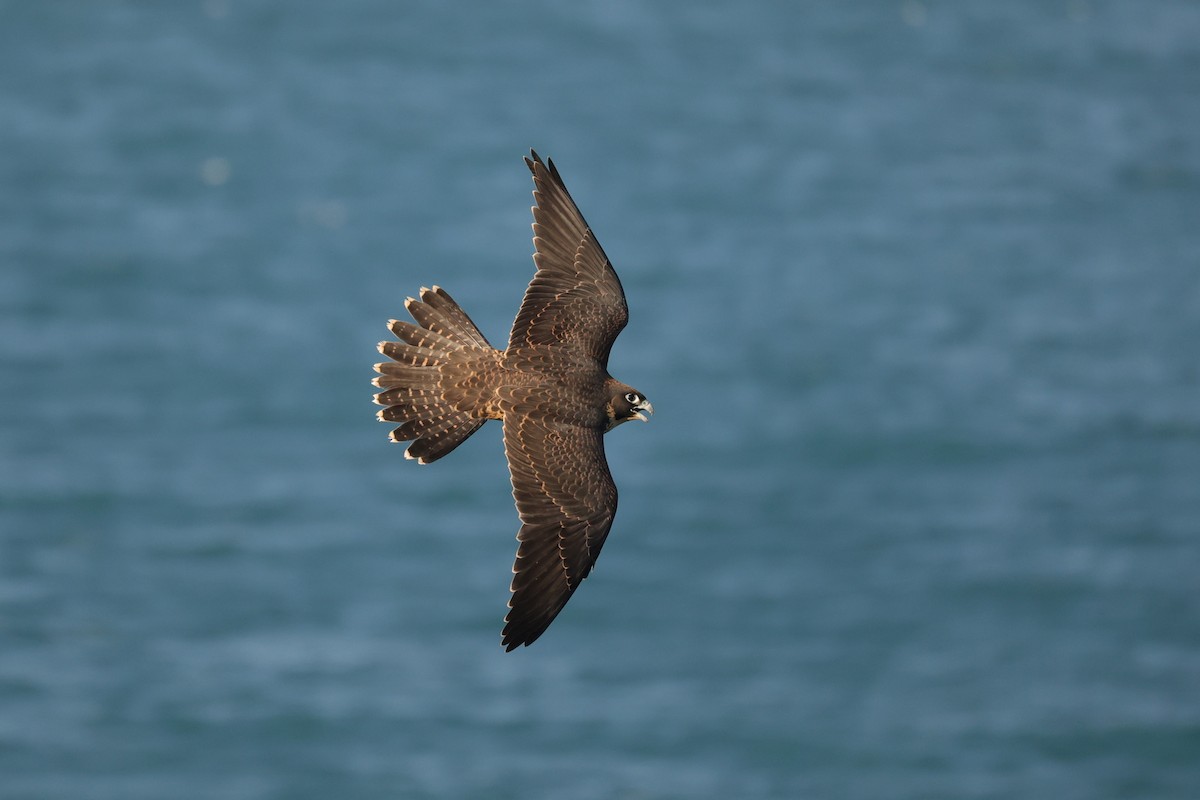 Peregrine Falcon (Australian) - ML614850115