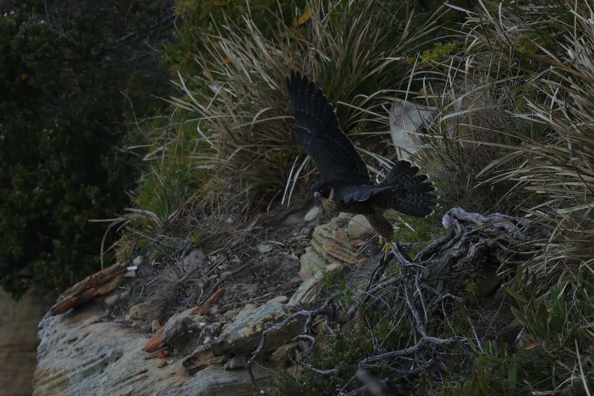 Peregrine Falcon (Australian) - ML614850116