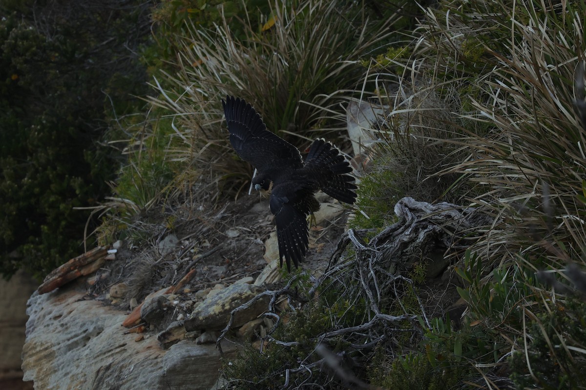 Peregrine Falcon (Australian) - ML614850117