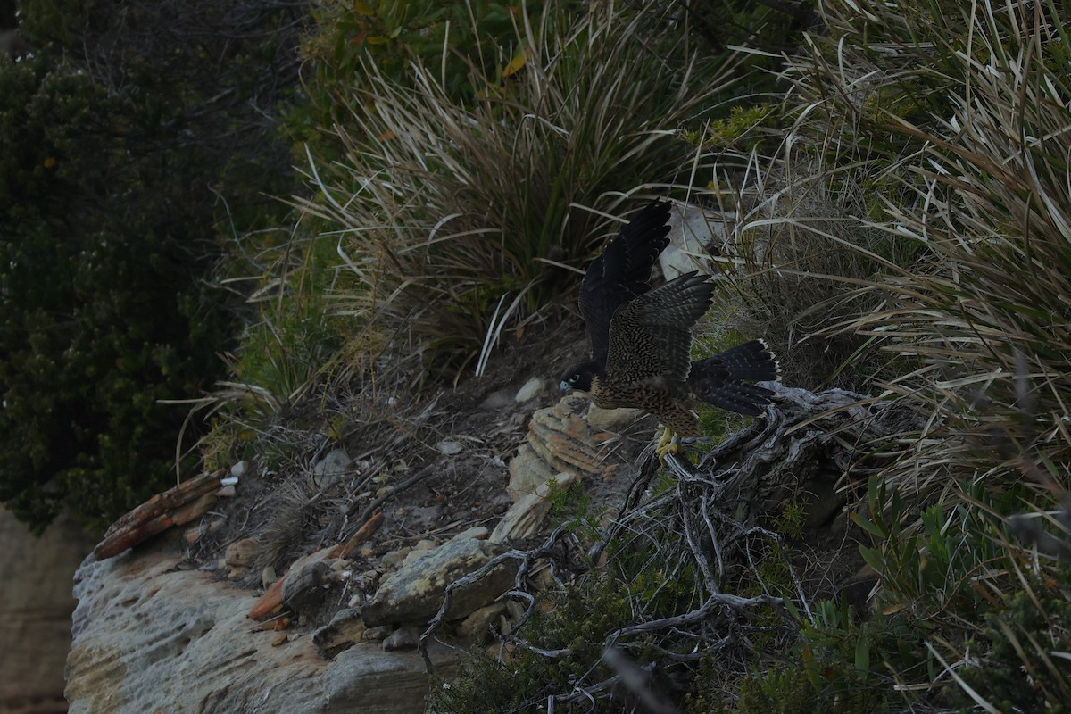 Peregrine Falcon (Australian) - ML614850118