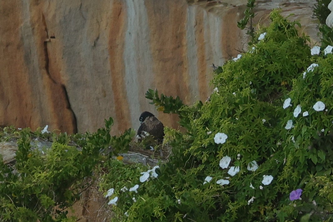Peregrine Falcon (Australian) - ML614850123