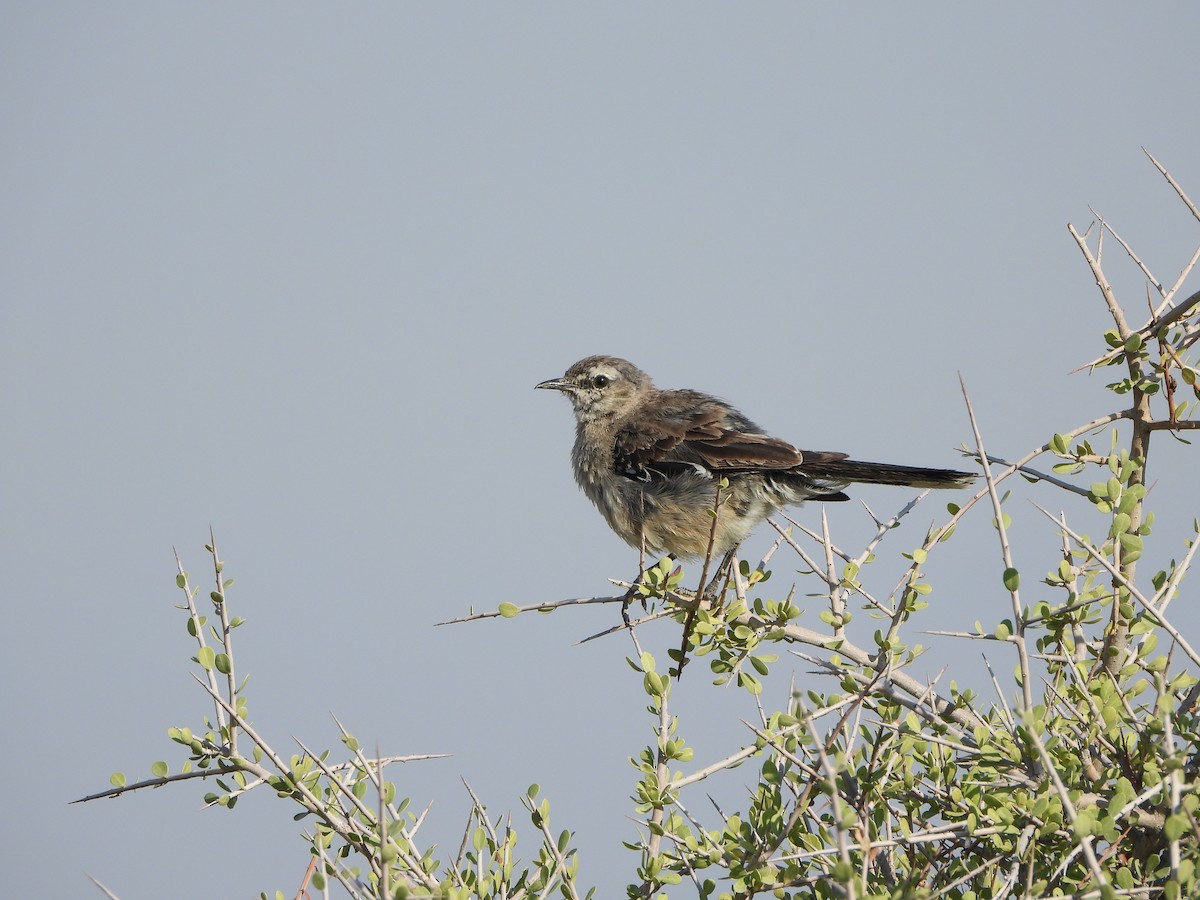 Patagonian Mockingbird - ML614850185