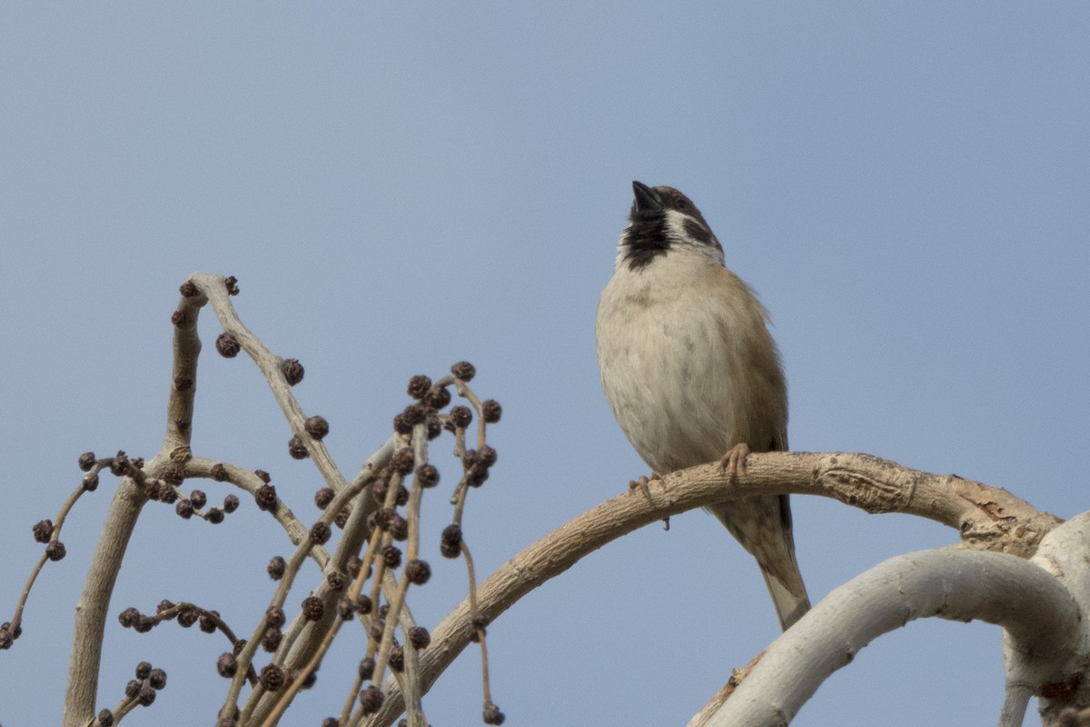 Eurasian Tree Sparrow - ML614850213