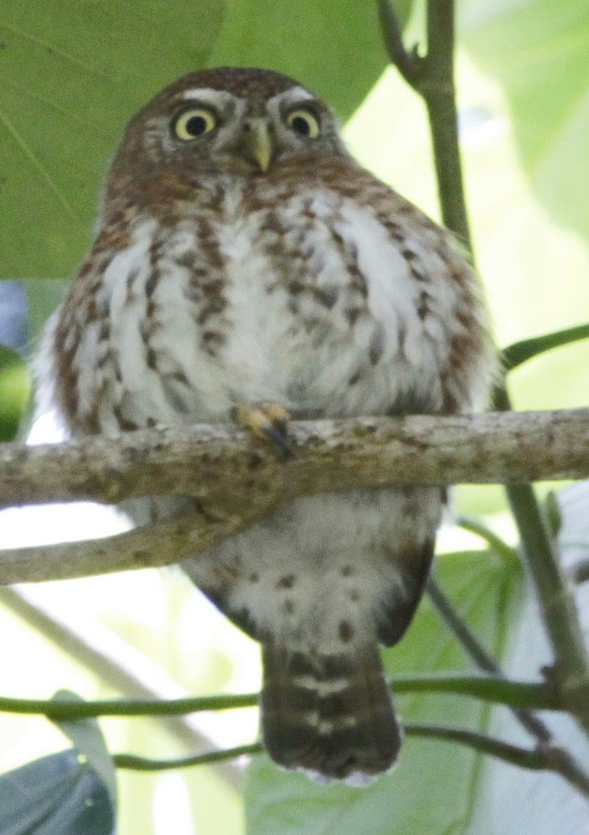Cuban Pygmy-Owl - ML614850228