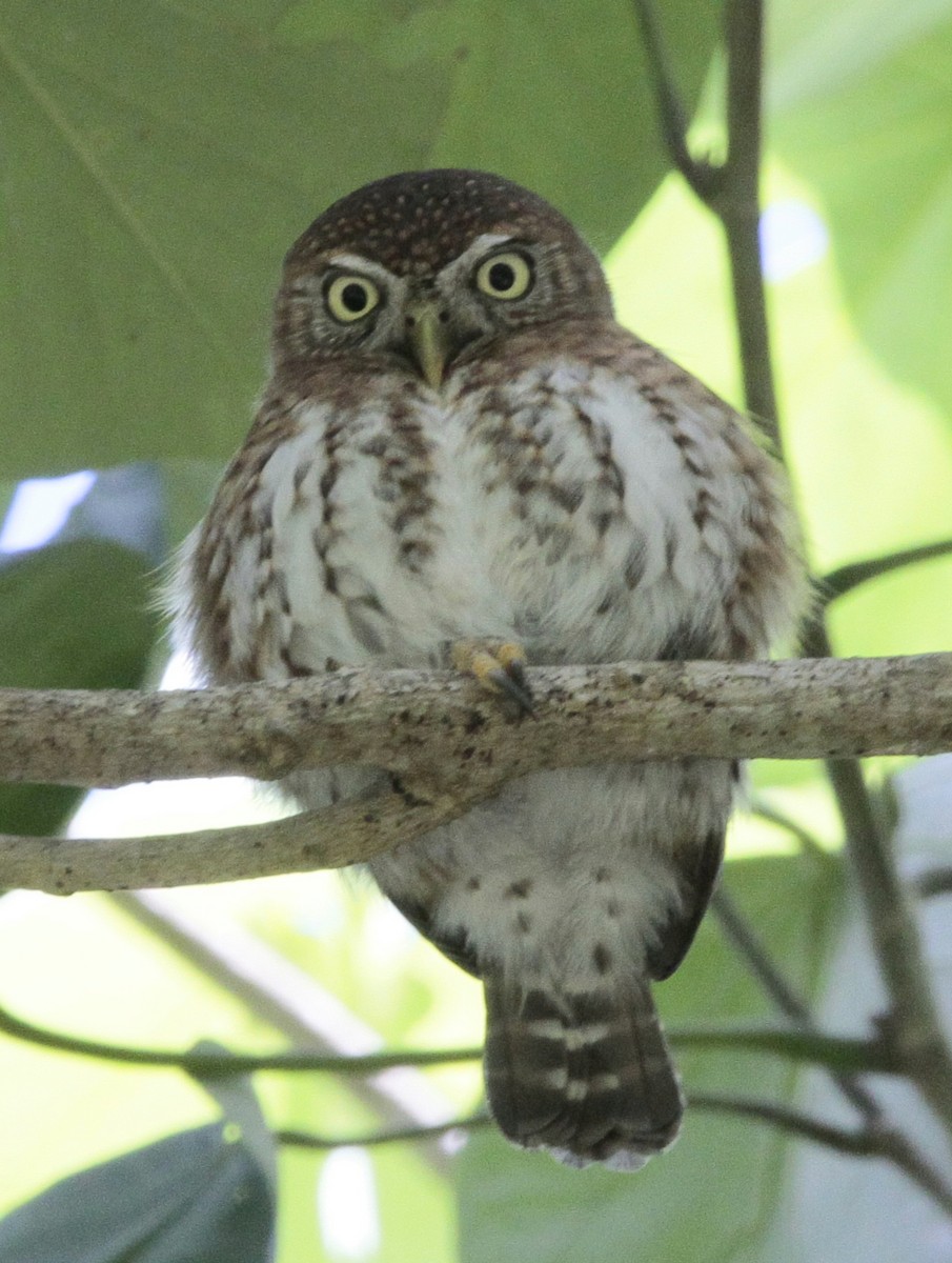 Cuban Pygmy-Owl - ML614850229