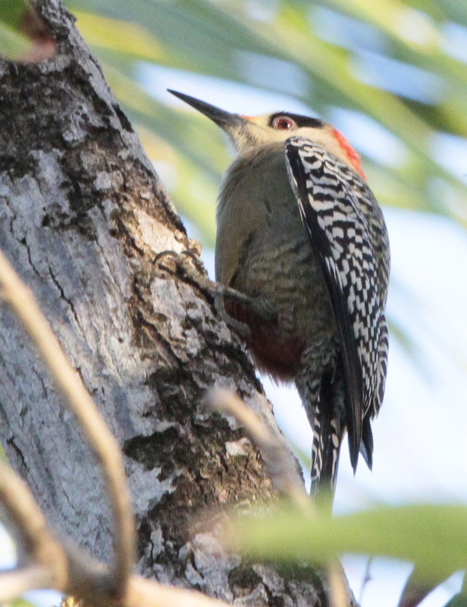 West Indian Woodpecker - ML614850237