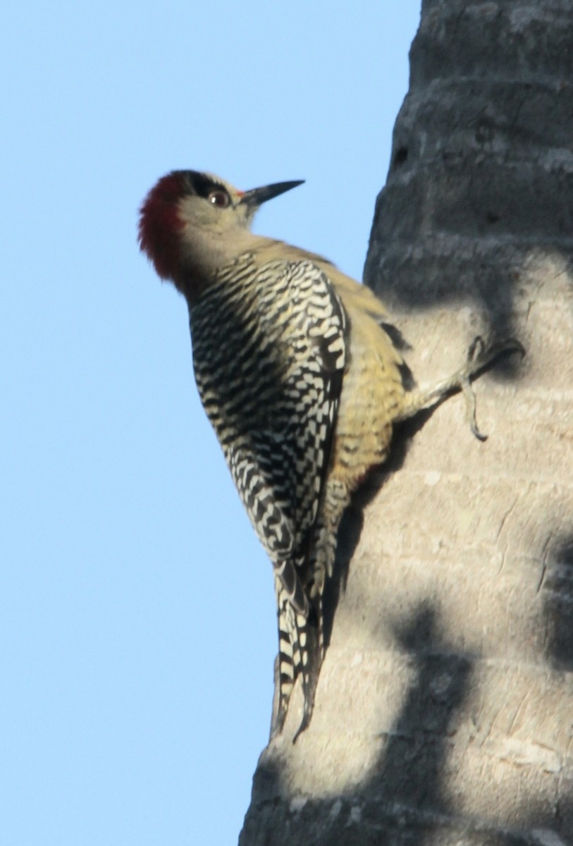 West Indian Woodpecker - ML614850239