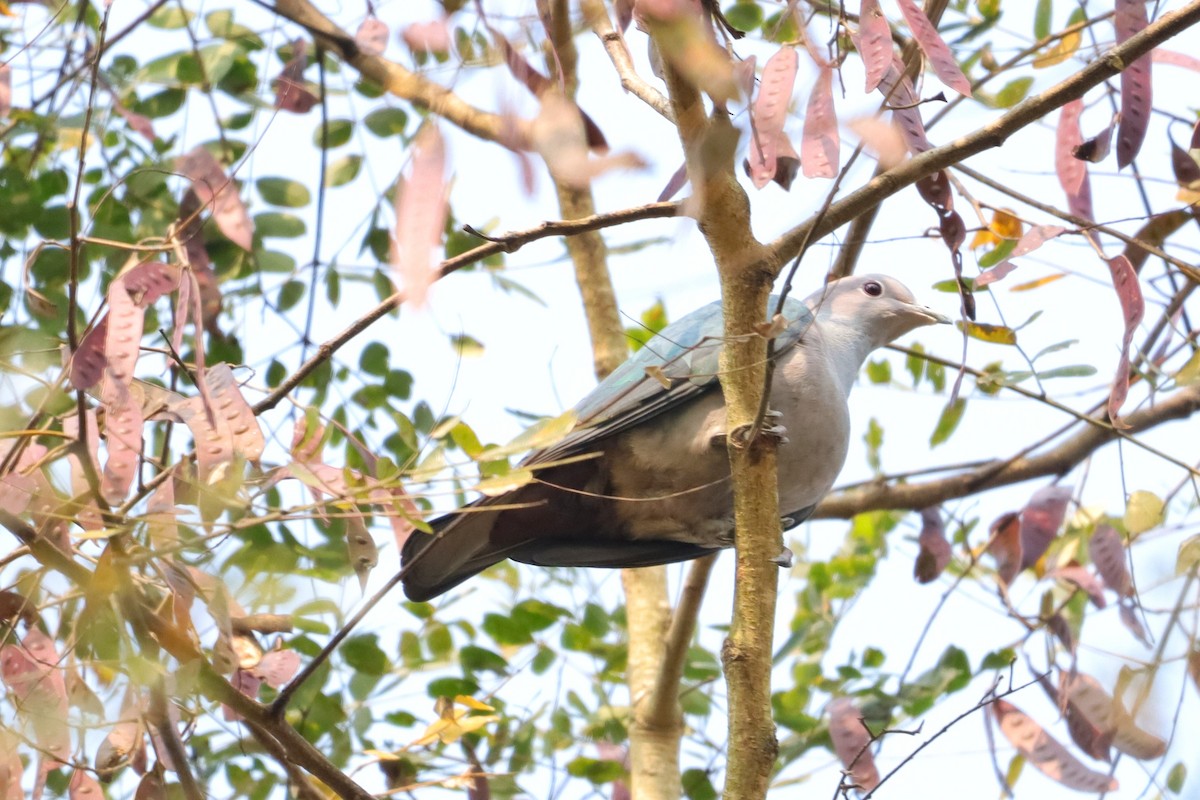 Green Imperial-Pigeon - ML614850396