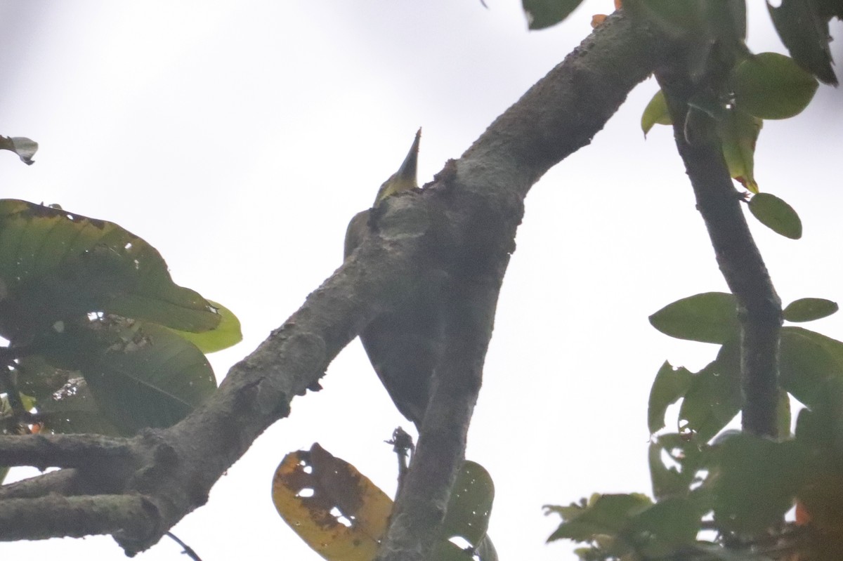Gray-headed Woodpecker - ML614850405