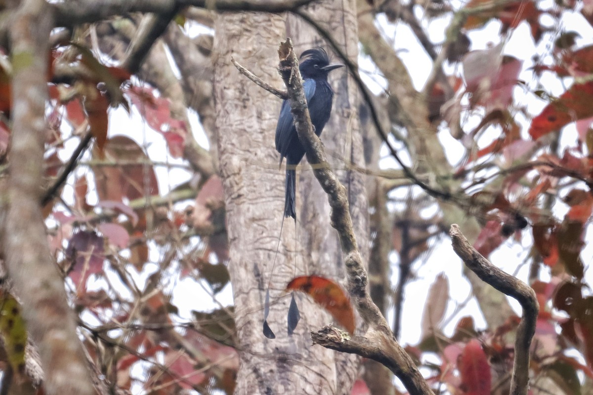 Greater Racket-tailed Drongo - ML614850421