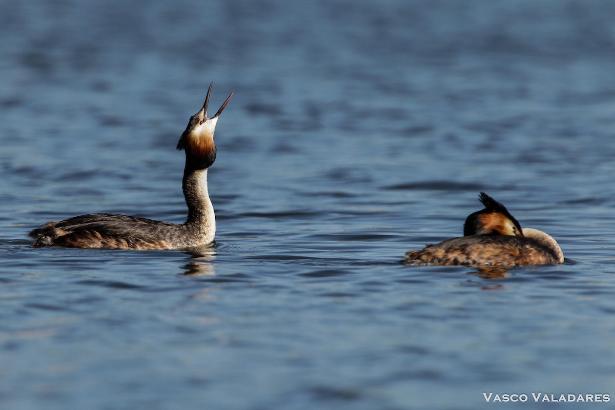 Great Crested Grebe - ML614850443