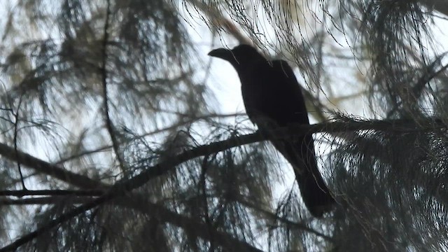 Large-billed Crow - ML614850447