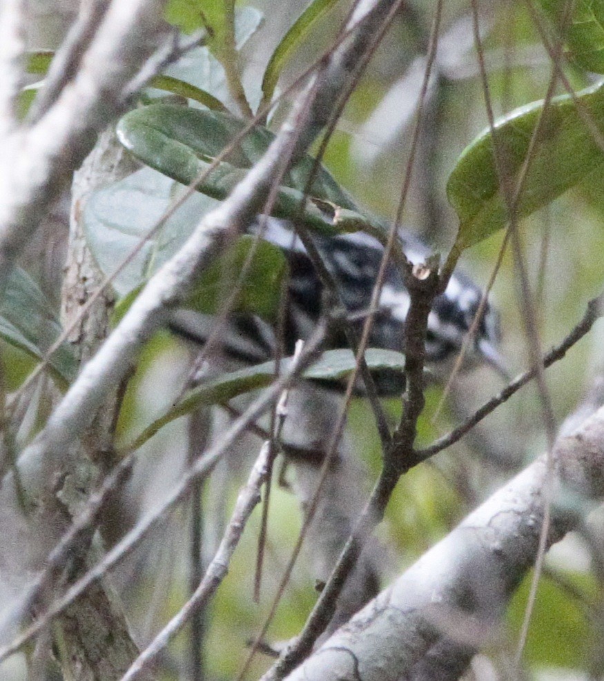 Black-and-white Warbler - Wency Rosales