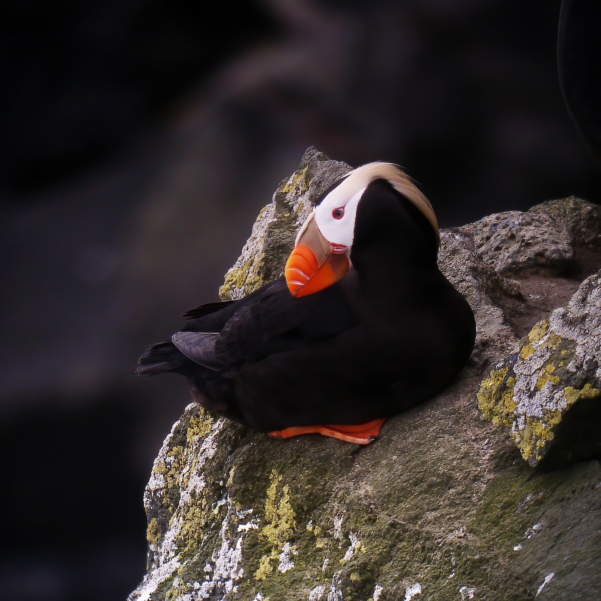 Tufted Puffin - ML614850615