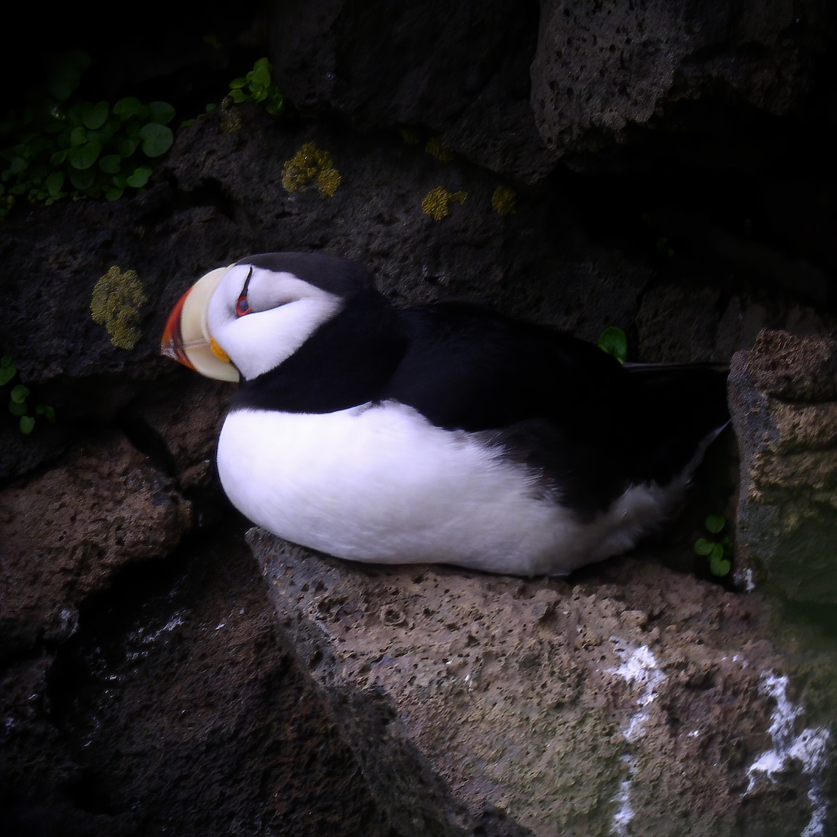 Horned Puffin - ML614850623