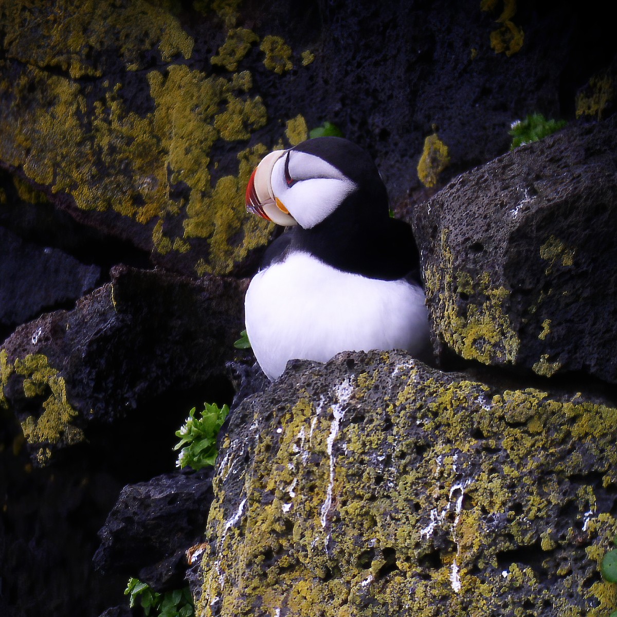 Horned Puffin - ML614850624