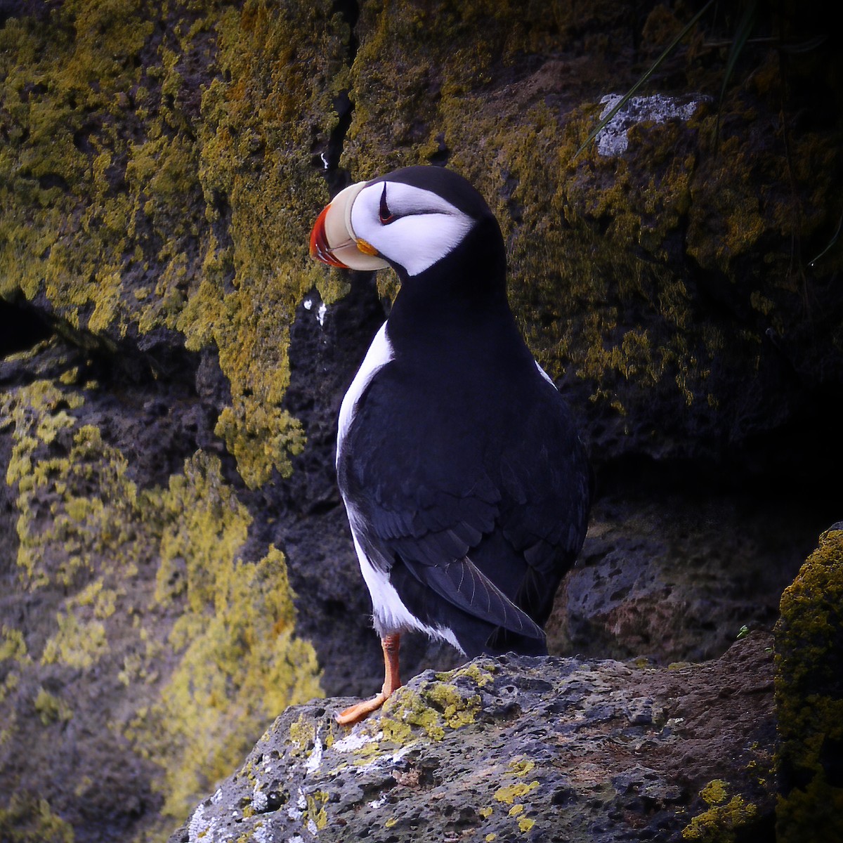 Horned Puffin - ML614850625