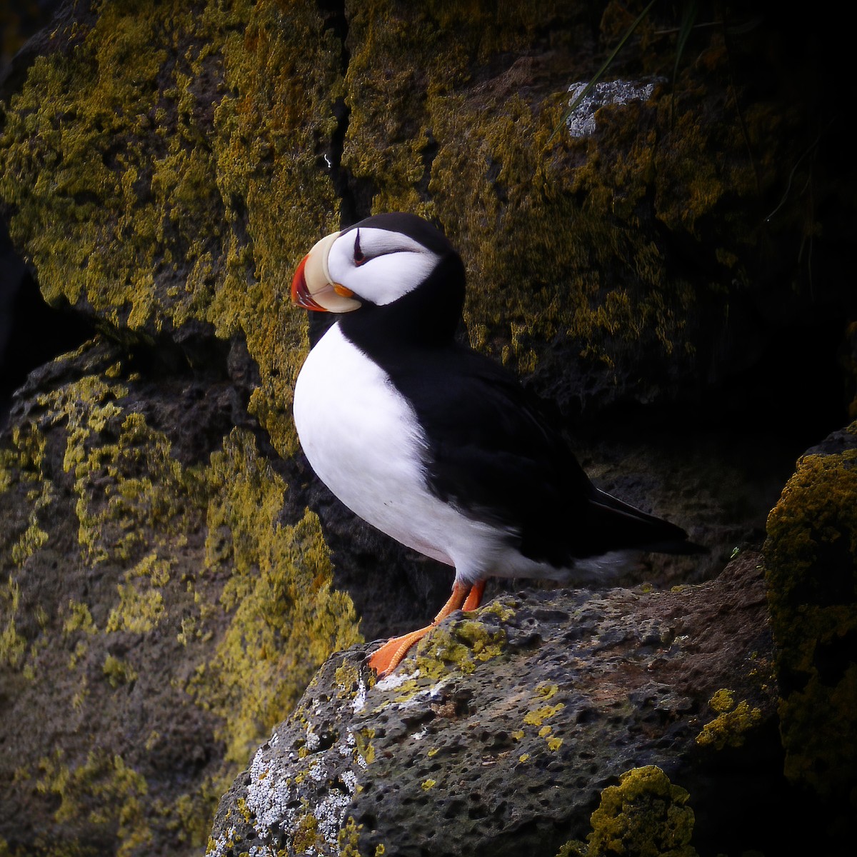 Horned Puffin - ML614850626