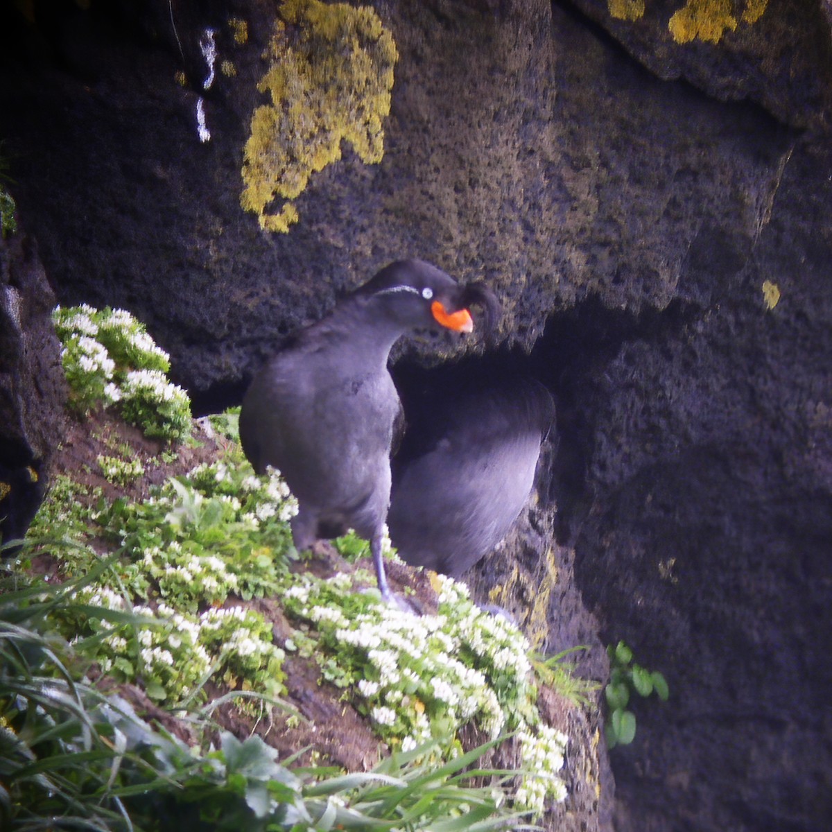 Crested Auklet - ML614850632