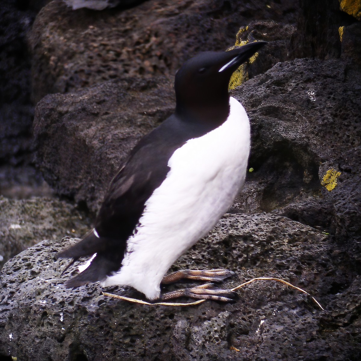 Thick-billed Murre - ML614850639