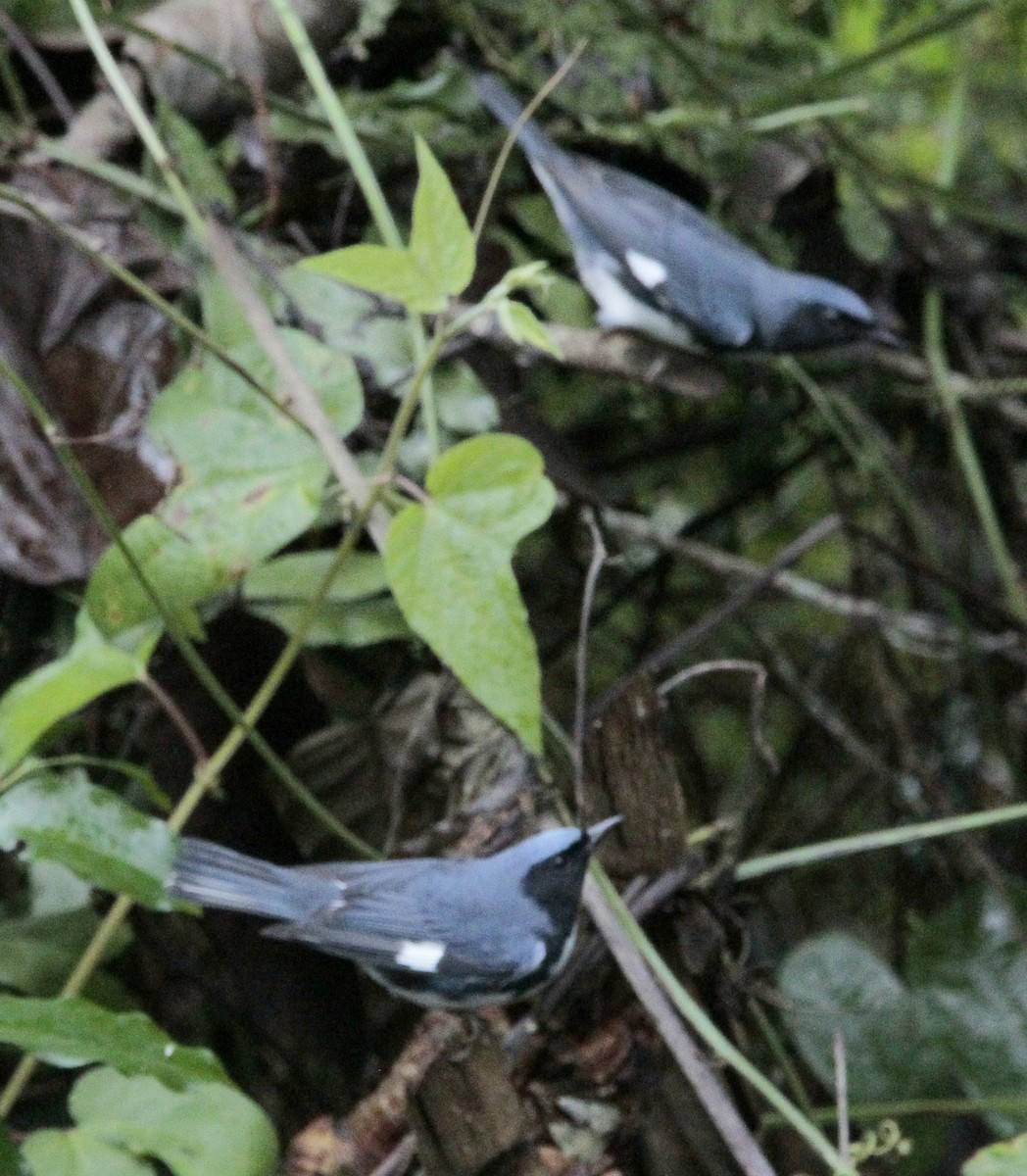 Black-throated Blue Warbler - ML614850685