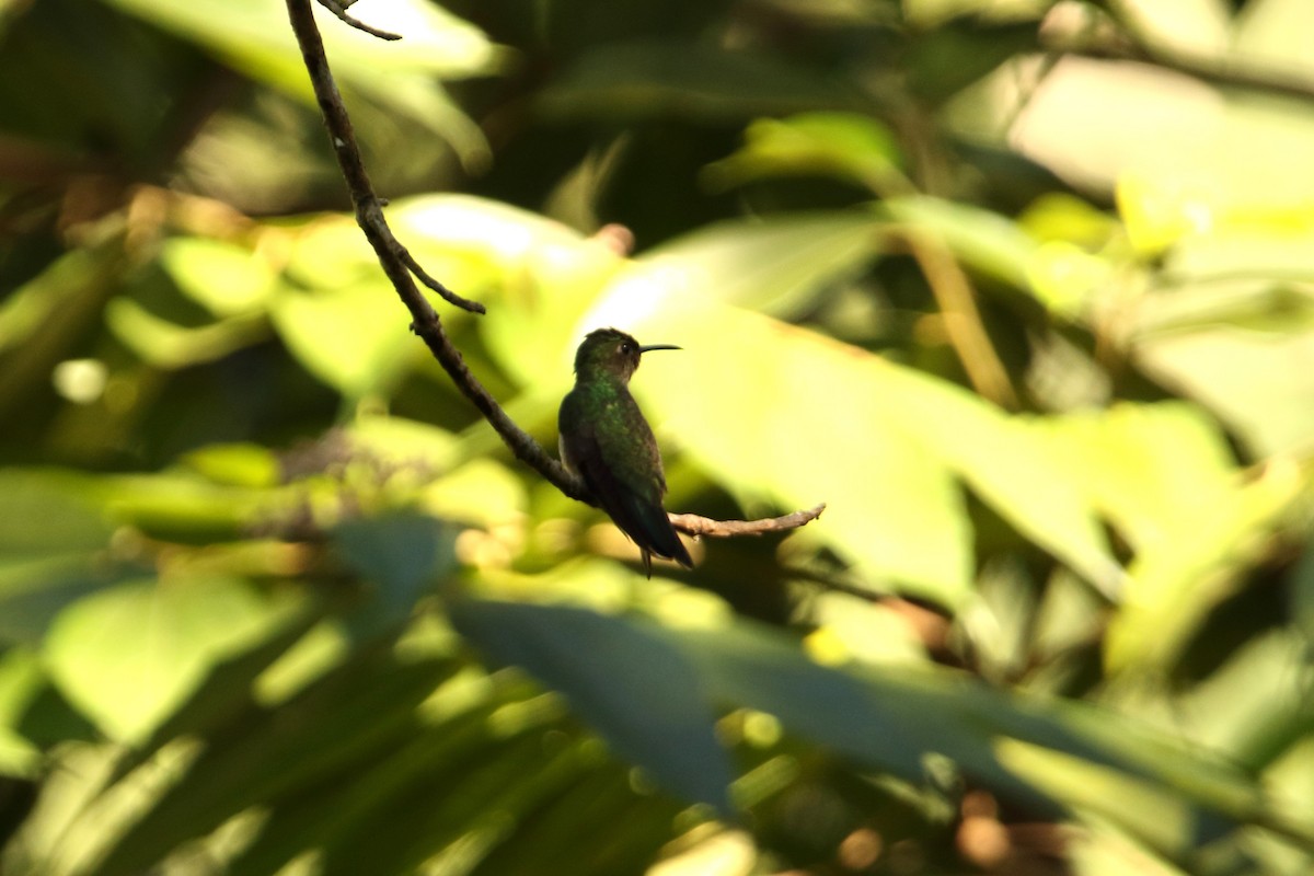 Scaly-breasted Hummingbird - ML614850747