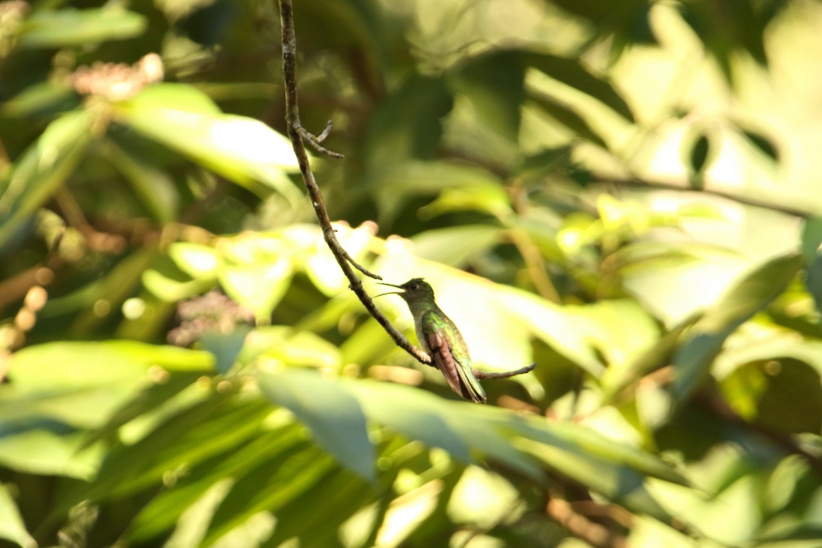 Scaly-breasted Hummingbird - ML614850749