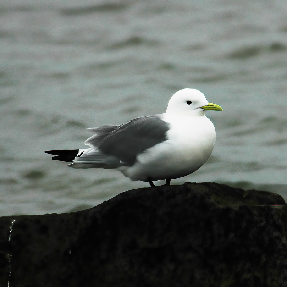 Mouette tridactyle - ML614850782