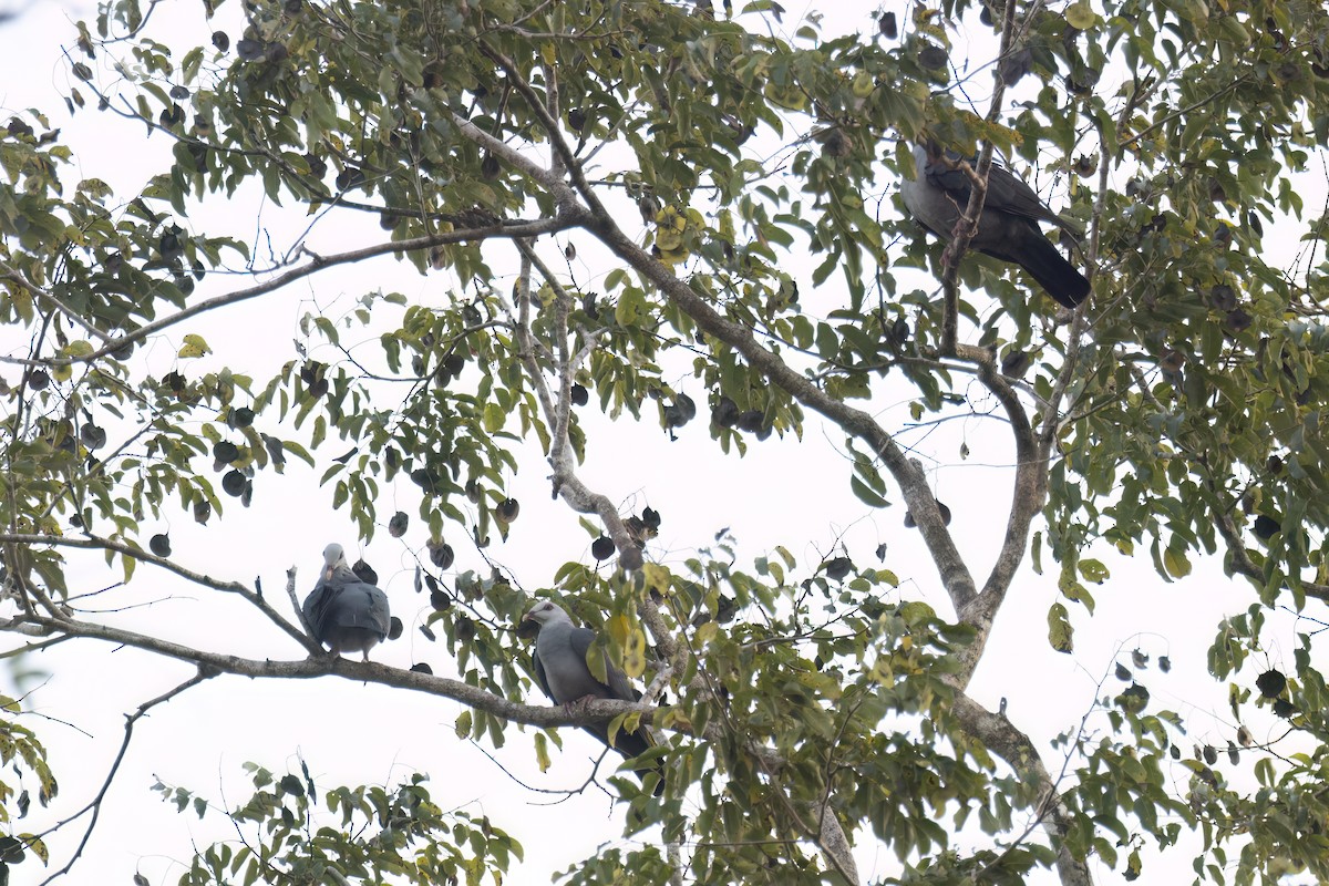 Andaman Wood-Pigeon - Kalpesh Krishna