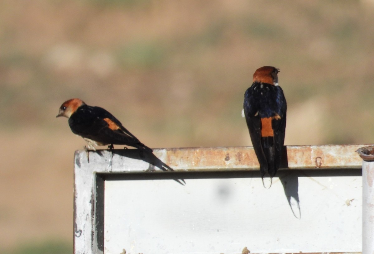 Greater Striped Swallow - ML614850848