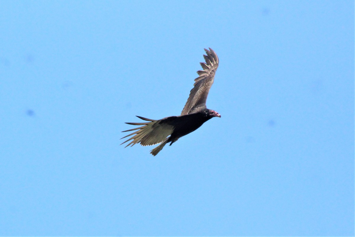 kondor krocanovitý (ssp. aura/septentrionalis) - ML614850879