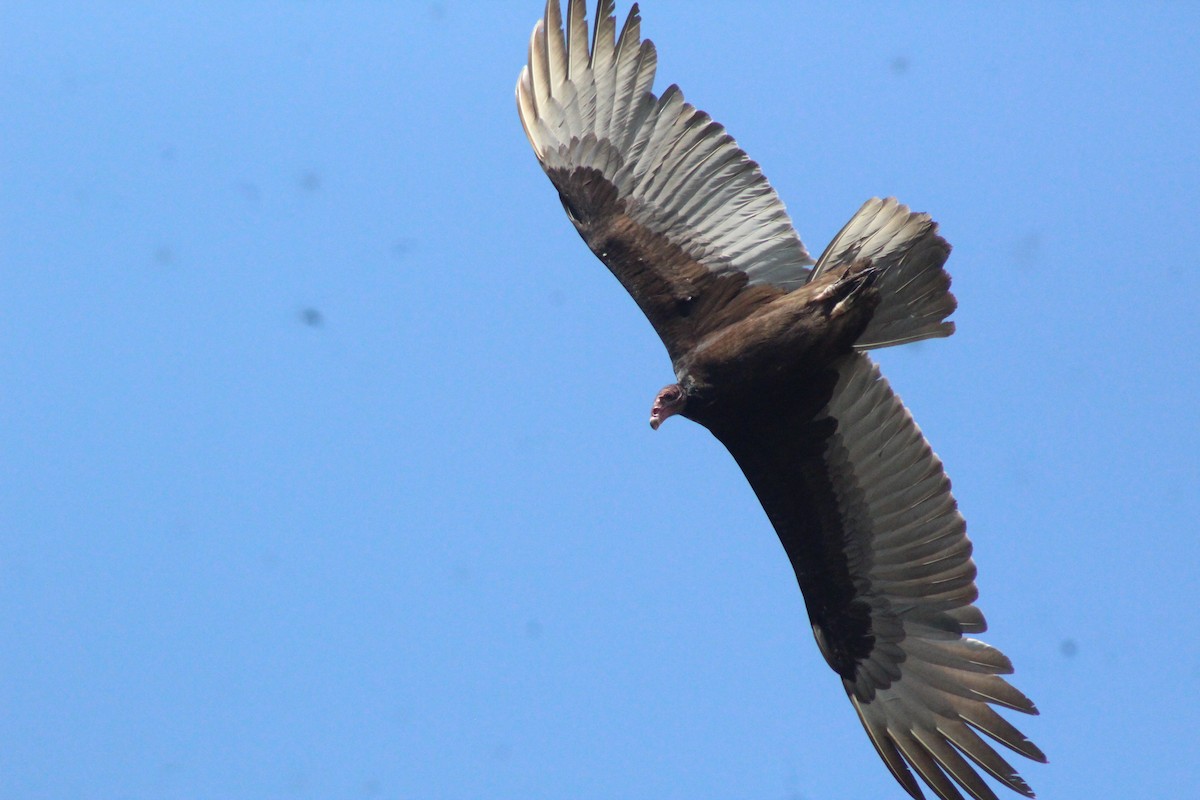 kondor krocanovitý (ssp. aura/septentrionalis) - ML614850883