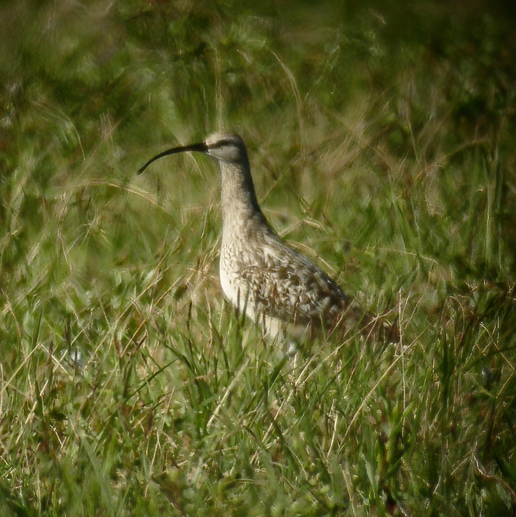 Bristle-thighed Curlew - ML614850937