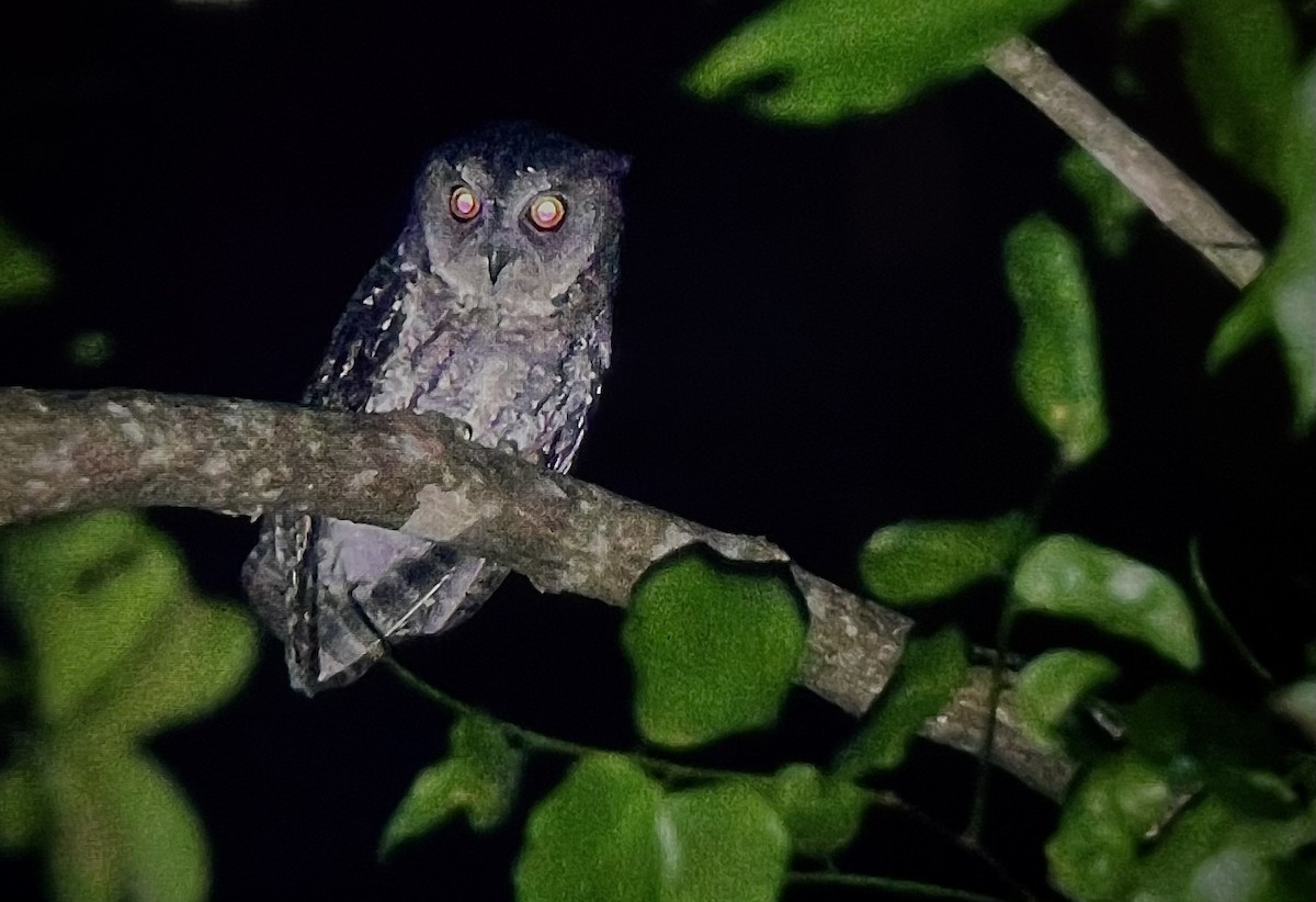 Moluccan Scops-Owl (Moluccan) - ML614850956
