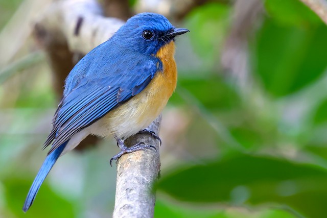 Tickell's blue deals flycatcher