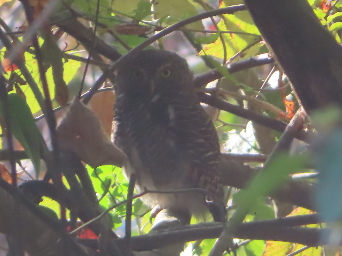 Asian Barred Owlet - ML614851585