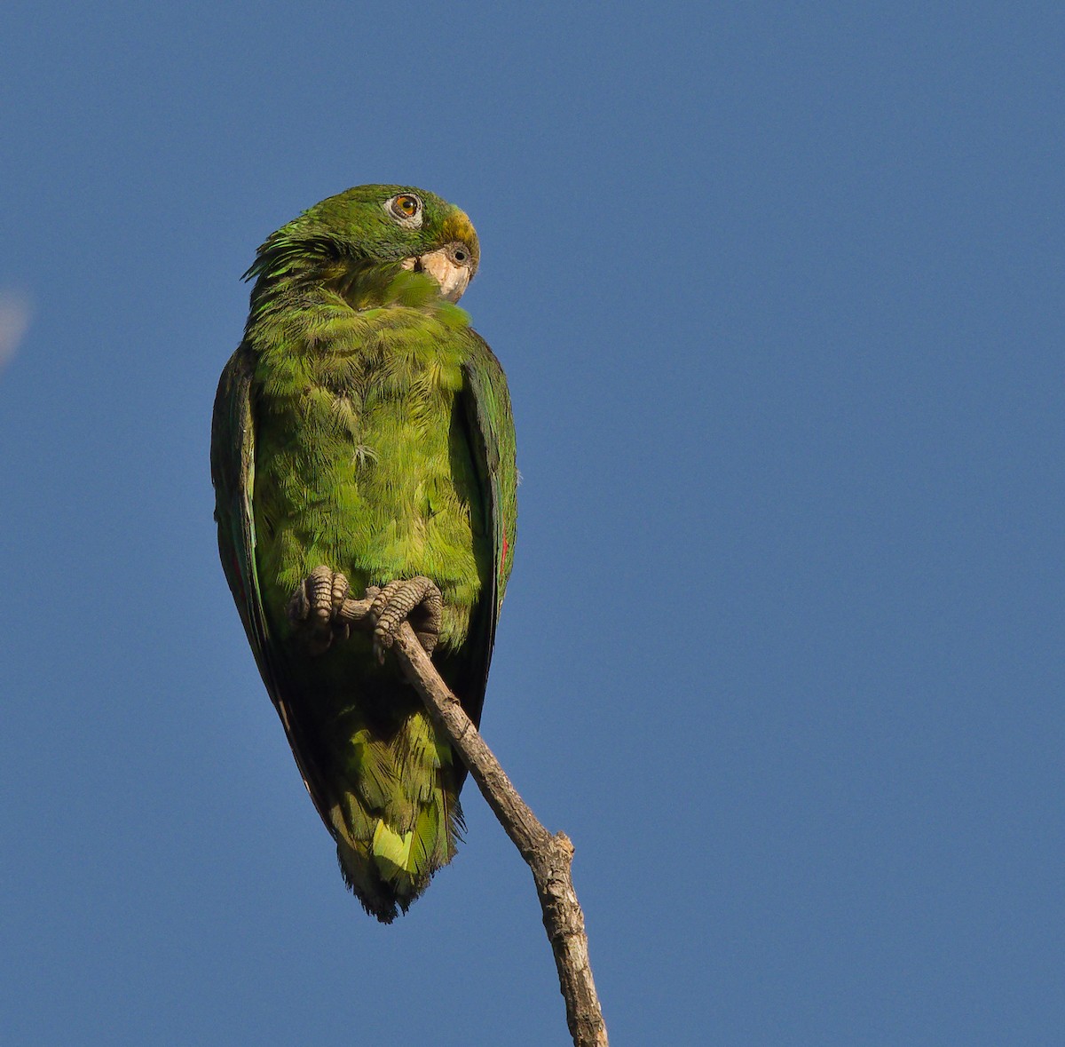 Yellow-crowned Parrot - ML614851606