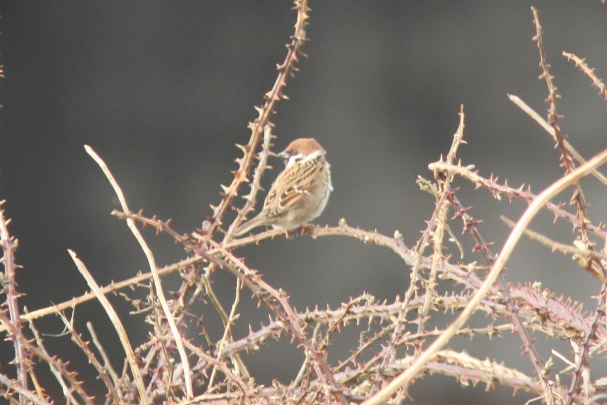 Eurasian Tree Sparrow - Jeff copner