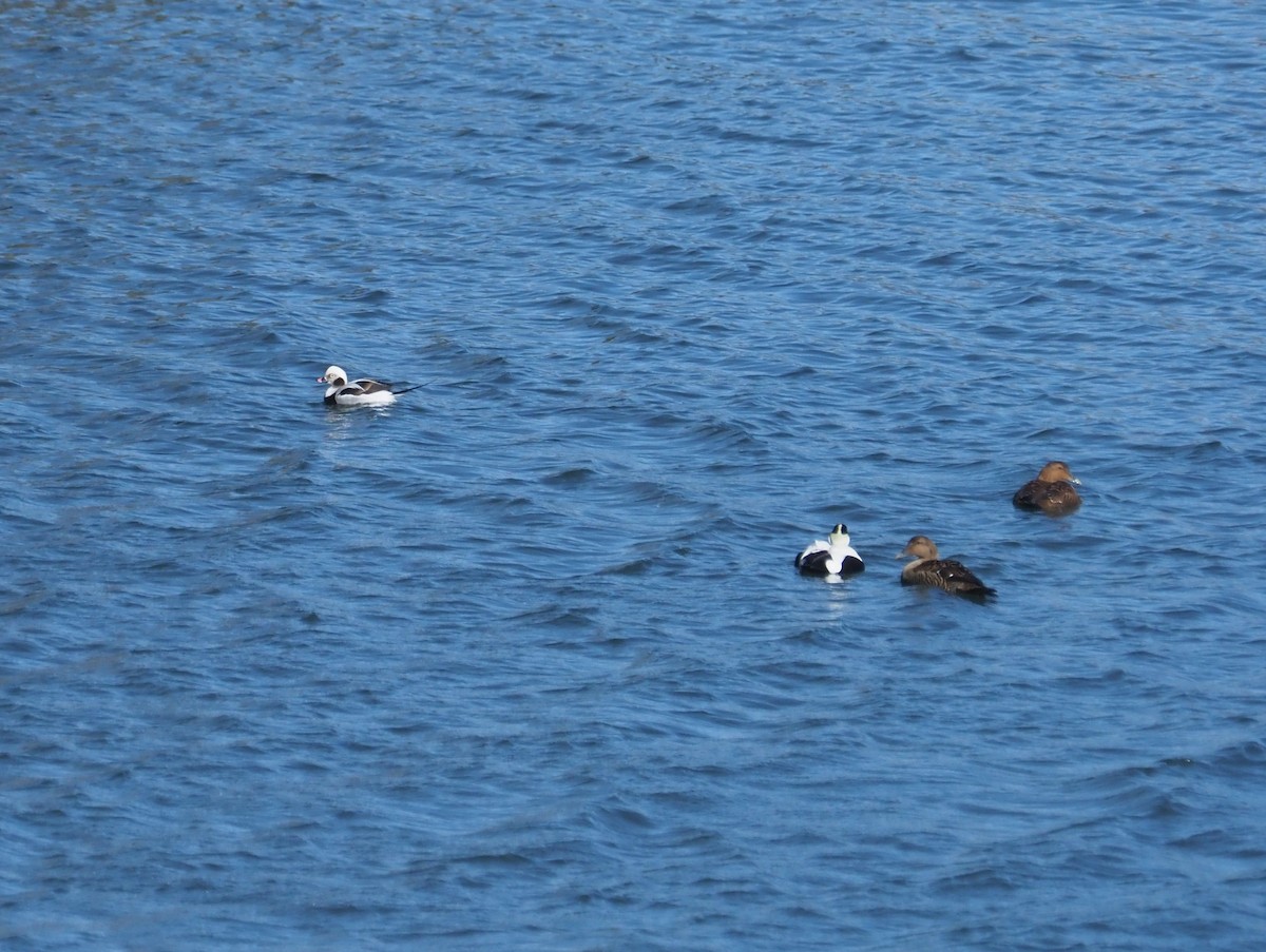 Long-tailed Duck - ML614852132