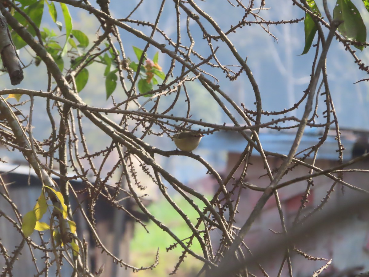 Hume's Warbler - ML614852162