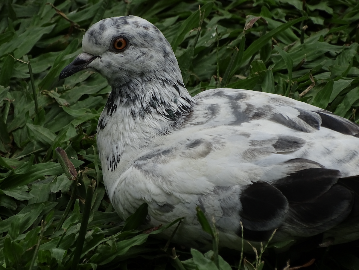 Rock Pigeon (Feral Pigeon) - ML614852350